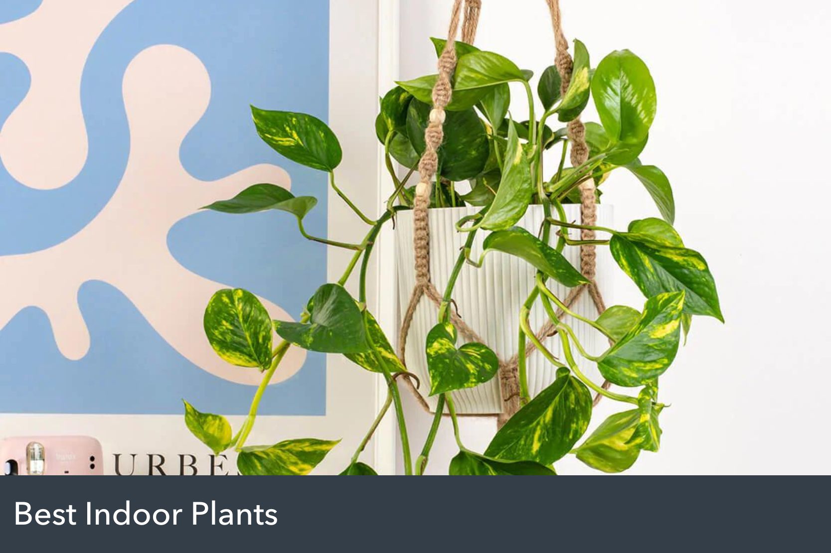 8 Of the Best Indoor Plants for Brisbane's Climate